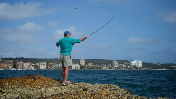 The fish are back: John Newbery fishes for luderick off the rocks at North Harbour.