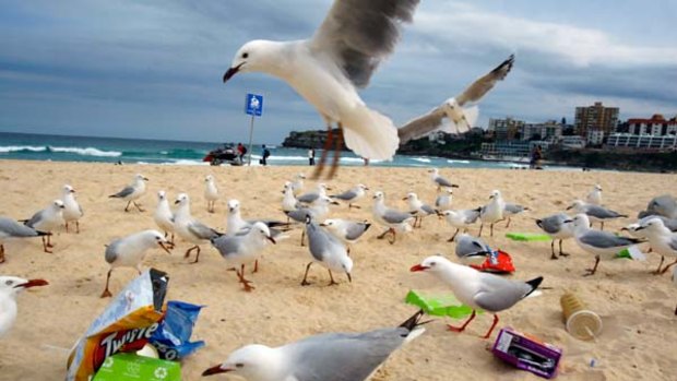 The rubbish capital of Australia... seagulls pick among items of litter scattered on Bondi Beach.