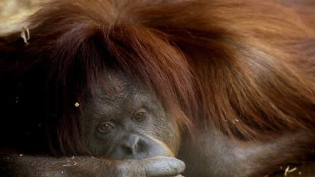 One of Melbourne Zoo's resident orang-utans. The zoo is launching a campaign to help protect the rainforest habitat of wild orang-utans from palm oil farmers.