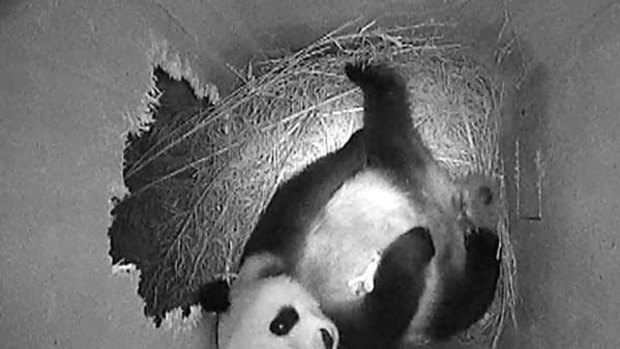 Yang Yang with her new cub in her right paw in this image captured by a surveillance camera place inside her compound. Picture: <i> AFP</i>
