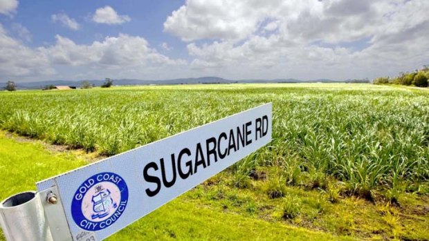 Sugarcane farmers are optimistic for this year's harvest.