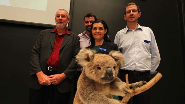 Genetic win: Professor Peter Timms, far left, with Adam Polkinghorne, Dr Rebecca Johnson and Mark Eldridge, says it was "only right" his team won the global race to diagnose and treat diseases threatening to wipe out koalas.