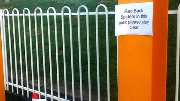 Signs warn of red back spiders at Morningside train station.