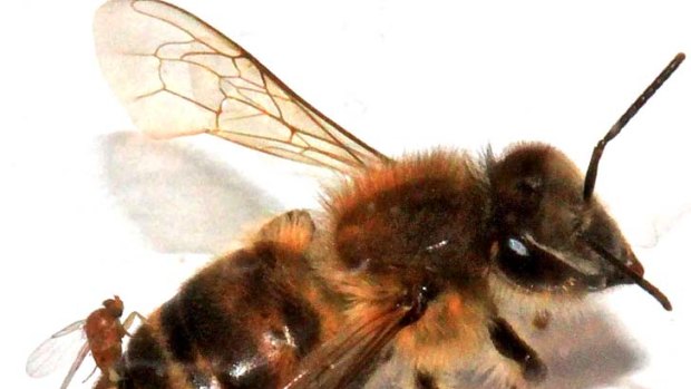 An <i>Apocephalus borealis</i> fly implants its eggs into the abdomen of a honey bee.