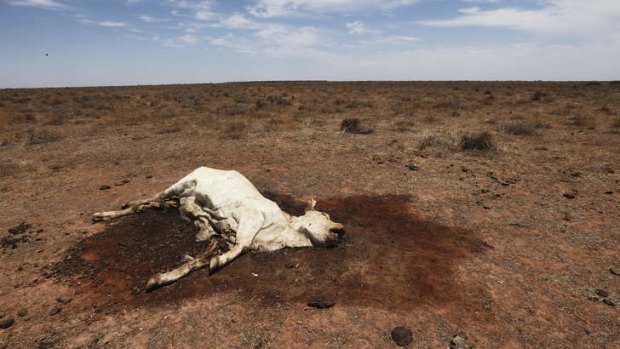 Deadly sickness: A cow that died of 3D syndrome on Barwonnie Station, near Ivanhoe.