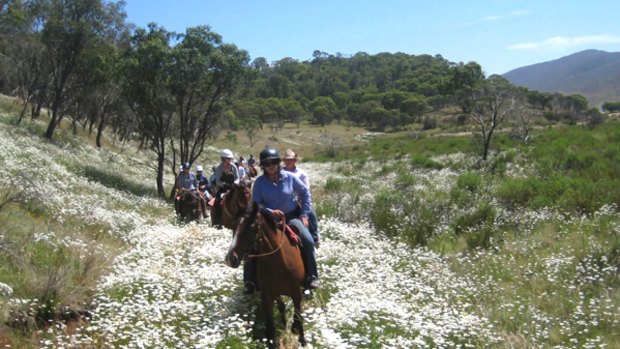 Steady pace ... Reynella riders among wildflowers in the Kosciuszko National Park.