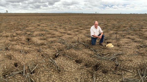 Michael O'Brien's paddocks are full of cracks. He says it would take a deluge of more than 250mm of rain to even kickstart the land. 