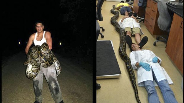 Jason Leon poses with the 18-foot, 8-inch Burmese python and (right) the python's full length.