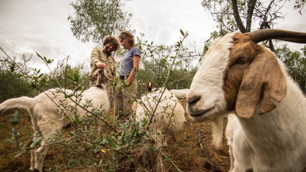 Jordan Scott (left) from the Mount Annan gardens and Elisabeth Larsen from Herds for Hire with a mob of South African boer goats eating African olives.