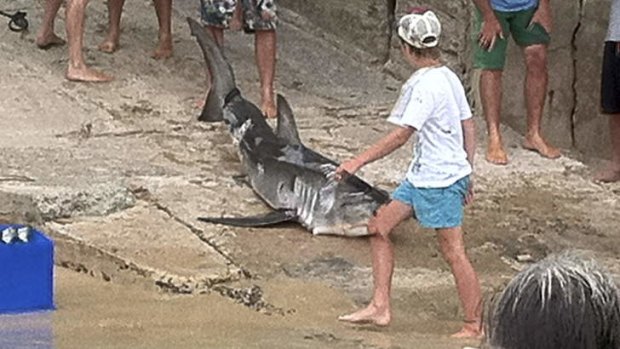 Catch leads to court: The juvenile great white shark was slashed by the boat propeller and later bludgeoned.