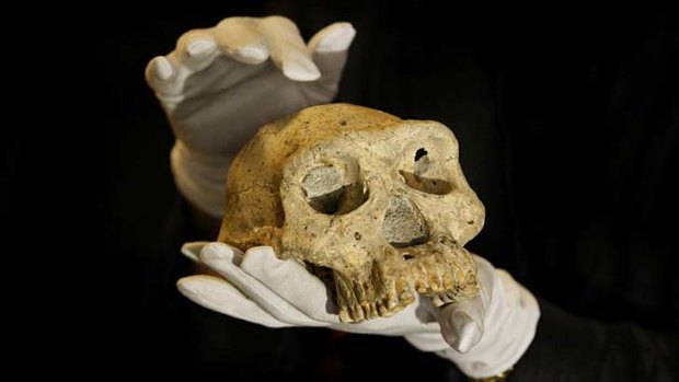 The discovery of a 1.8 million-year-old human ancestor, the most complete ancient hominid skull found to date, captures early human evolution on the move in a vivid snapshot and indicates our family tree may have fewer branches than originally thought, scientists say.