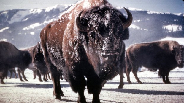 Yellowstone park rangers have warned tourists to stop taking selfies with bison after a 43-year-old Mississippi woman was tossed in the air by one on Tuesday. She is the fifth person to be attacked in the park this year, the third while trying to take a selfie. The other two foolish photographers were a Taiwanese teenage girl and a 62-year-old Australian man.