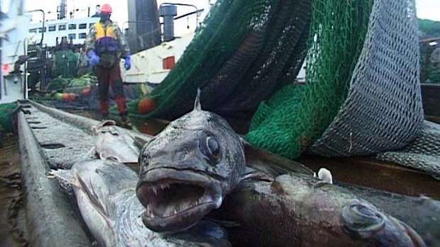 'White gold': The toothfish is eaten mostly in Japan, China and the United States.
