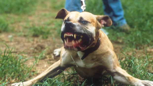 Questions remain over whether it is in a pit bull's nature to kill.