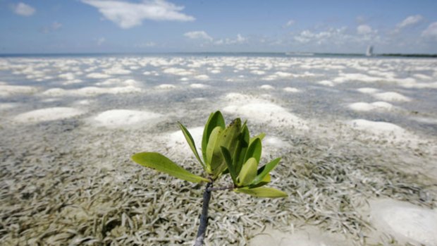 On the edge: A mangrove plant on a shore in Cancun. Countless hectares of mangrove forests along Mexico's Caribbean coast have been lost.