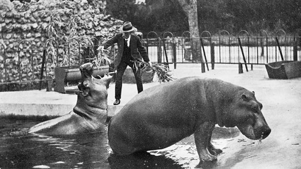 A keeper feeds a hippopotamus in 1913.
