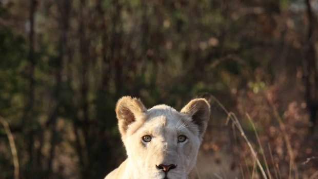 Bella the White Lion at the Ukutula Lion Park and Lodge.