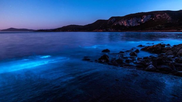@leannemarshall: To say I was excited to finally see some #bioluminescence was an understatement 😱💙 