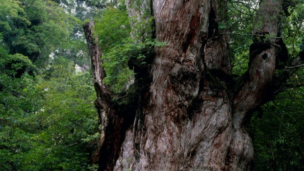 Legend has it that Jomon Sugi, a 25m-tall cedar, has been on the island for 7200 years.
