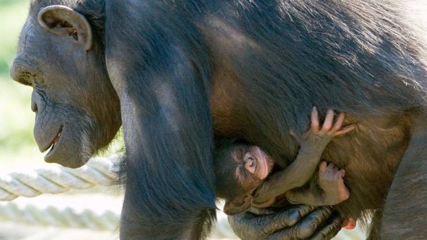 Endangered: Kuma with her newborn at Taronga Zoo.