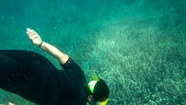 Experimental work conducted at the Great Barrier Reef indicates that increased stress from ocean acidification is contributing to coral bleaching.  