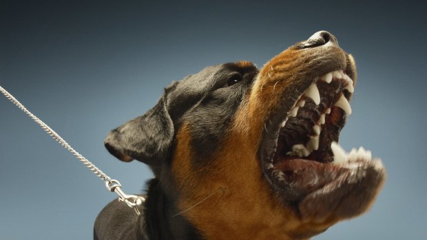 Two dogs that looked like Rottweilers attacked the woman. 