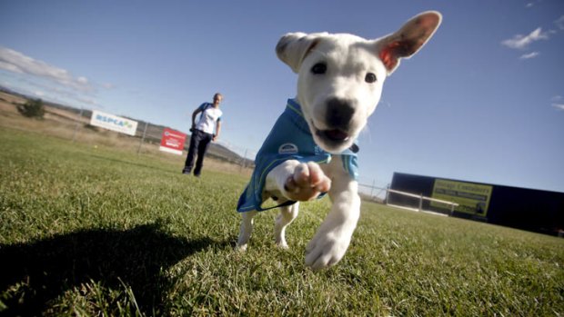 Canberra's RSPCA found homes for 93 per cent of dogs that came in.