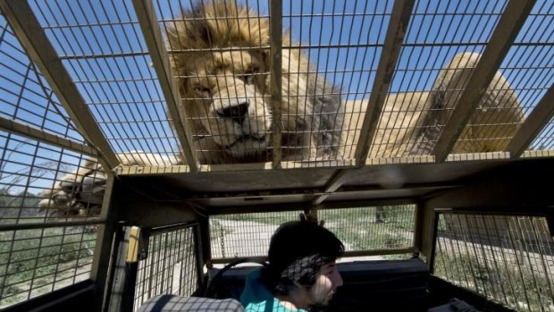 A lion lies on the cage for a tourist at the Safari Lion Zoo in Chile.