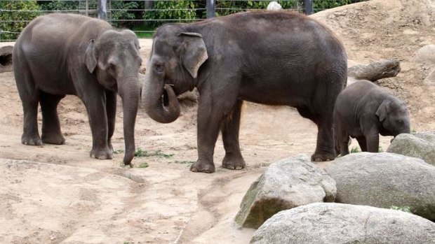 Construction of the east-west link is likely to be disruptive to Melbourne Zoo animals, particularly the elephants.