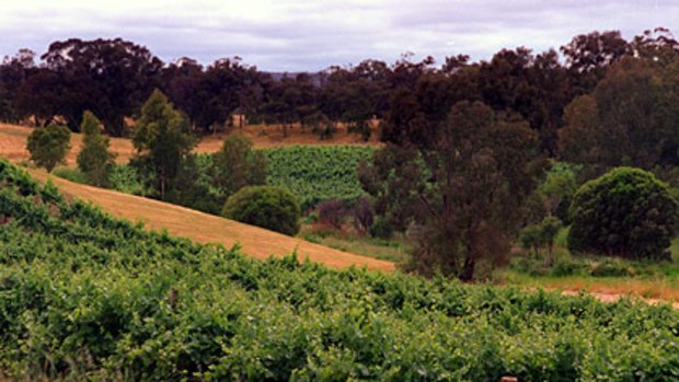 The rustic ambience of the Swan Valley is offset by high temperatures that cook vineyards.
