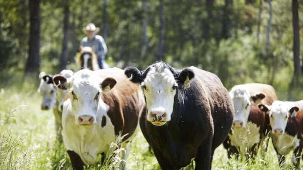 Mounting a challenge … horseman Charlie Lovick says cattle grazing is beneficial for Victoria's high country.