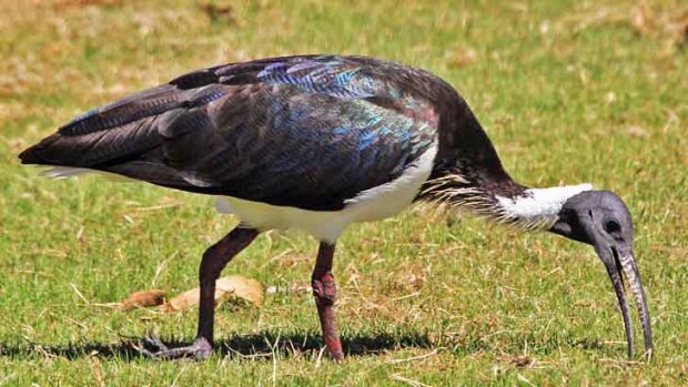 A straw-necked ibis grazes at Herdsman Lake.