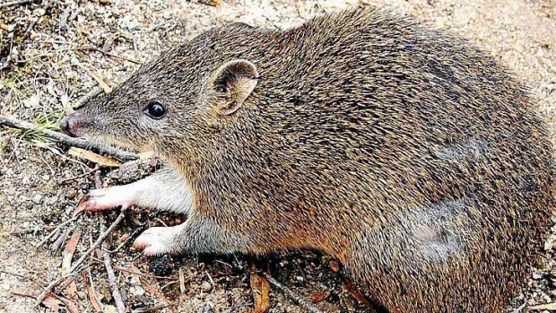 The southern brown bandicoot.