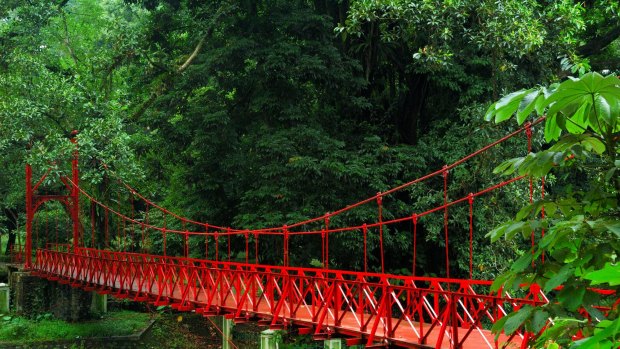 A hanging bridge in the Bogor Botanic Gardens.