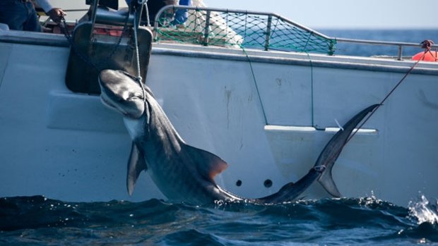 A Tiger shark caught off the Perth coast on drum lines as part of WA's controversial program to protect water-goers. 