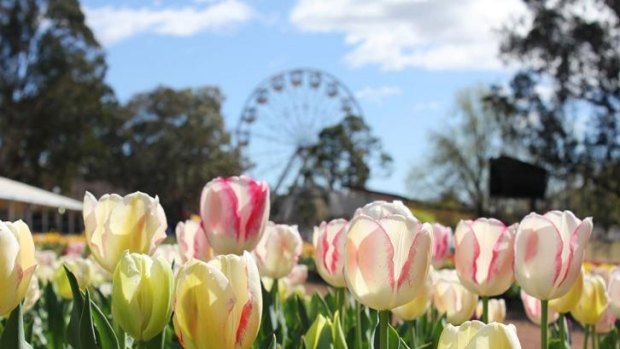 Floriade, Canberra's month-long celebration of spring, kicked off at the weekend.