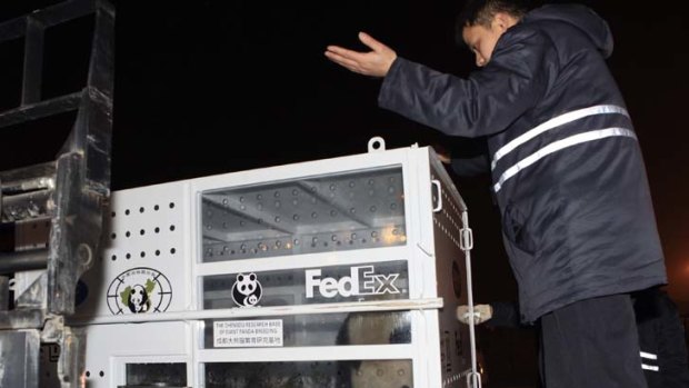 Giant panda Yuan Zai is loaded onto a FedEx plane bound for France.