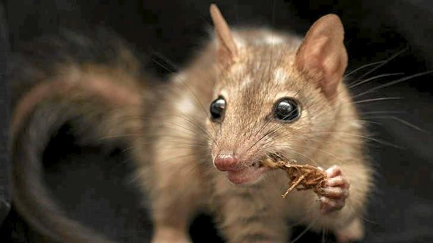 The northern quoll is kicking the cane toad off the dinner menu.