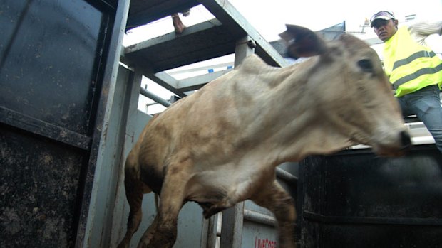 Australian cattle arrives in Panjang harbour, Lampung, Indonesia.