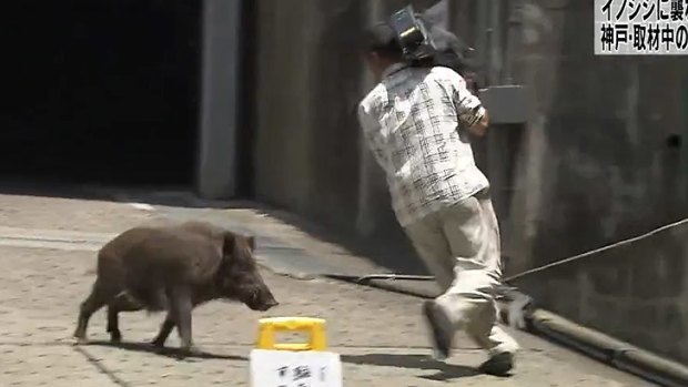 The cameraman tries to escape the boar.