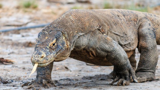 The reduction in tourists is supposedly to protect the resident Komodo dragons, but what does it say about the future of travel?