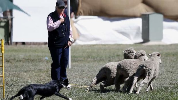 Davina Campbell from Victoria watches as her dog Glamorgan Flash chases the sheep out of the race during the National Sheep Dog Trials at the Hall.