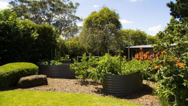 Beside the lawn at Linden Garden, vegetables grow in corrugated iron raised beds.