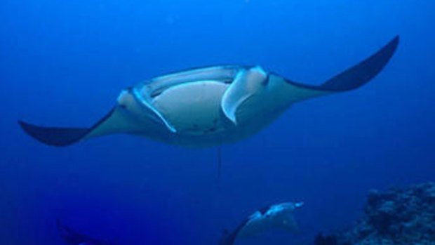 Manta rays and sharks enjoy regular pampering sessions, researchers have found.