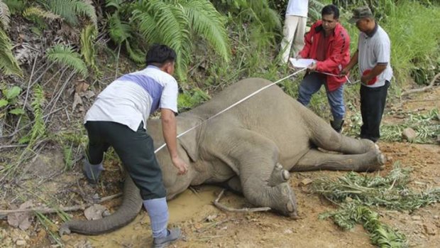 Wildlife officials inspects the dead pygmy elephant in Gunung Rara Forest Reserve.