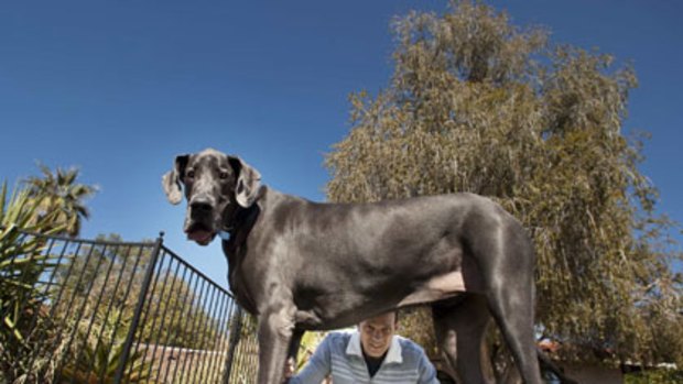 Giant George, a Great Dane from Arizona that has been named the world's biggest, with owner David Nasser.