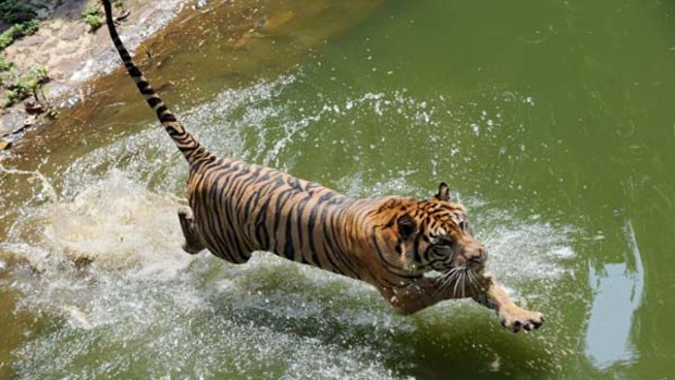 A rare 12-year-old Sumatran tiger named Trenggani jumps into the water at Ragunan Zoo in Jakarta.