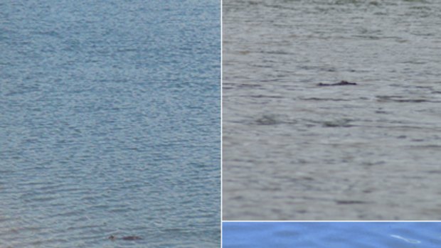 Left: the 'crocodile' photographed in the canal. Right, top and bottom: photos provided by the Department of Environment and Resources of what an actual crocodile looks like.