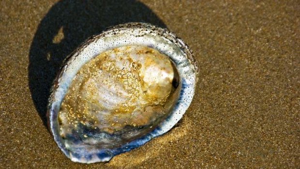 The state government is blamed for allowing the wipeout of a third of Australia's abalone industry.