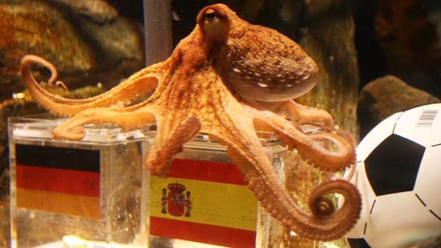 "Psychic" octopus ... Paul has picked Spain to beat Germany.